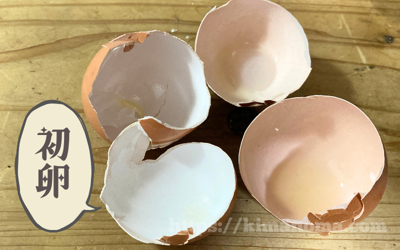 ネラの初卵の殻と通常の卵の殻